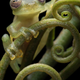 Nymphargus manduriacu in the wild